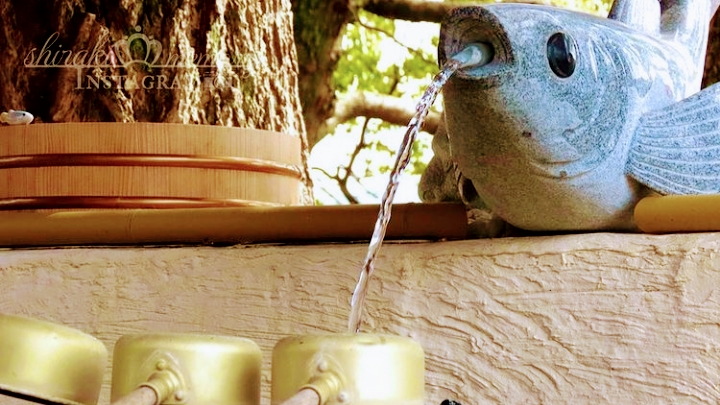 めだか寺観音寺