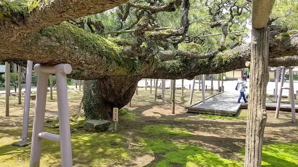 善養寺 (小岩不動尊)